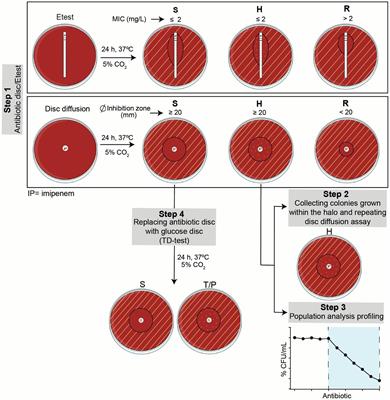 Imipenem heteroresistance but not tolerance in Haemophilus influenzae during chronic lung infection associated with chronic obstructive pulmonary disease